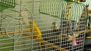 Реакция попугая на колокольчик / Ксюша играет