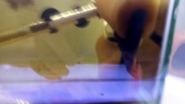 BETTA ÜRETİM SERİSİ (2. SERİ 3. BÖLÜM ) DİŞİYİ YANINA SALDIM HAREKETLER DAVRANIŞLAR смотреть онлайн