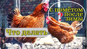 Как использовать КУРИНЫЙ ПОМЁТ в качестве удобрения