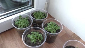 Клубнике из семян два с половиной месяца