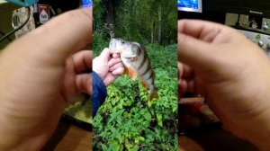 Небольшие Рыбатские Радости