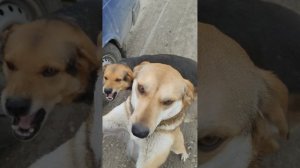 Все бегут встречать.