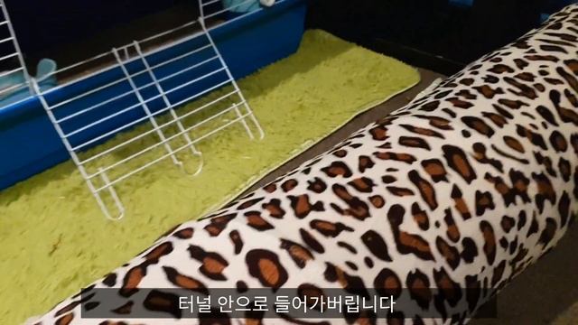 Lop rabbit daily routine. Tips for training. 야행성 롭이어 토끼의 하루 생활 일과 + 훈련 팁 상식 смотреть онлайн