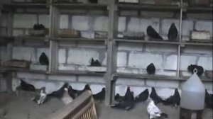 (в гостях у Омельченко Р ) из архива заводчика кировоградских голубей Веселова Игоря Валентиновича