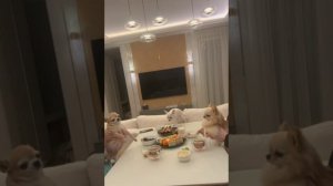 сидим с бобром за столом