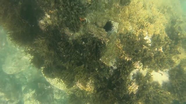 【シュノーケリング】生まれて初めての触った海洋生物イトマキヒトデに会いたくて下関でシュノーケリング смотреть онлайн