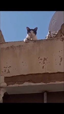 кот мусульманин