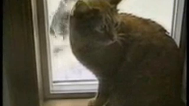 пинея 0007 смотреть онлайн