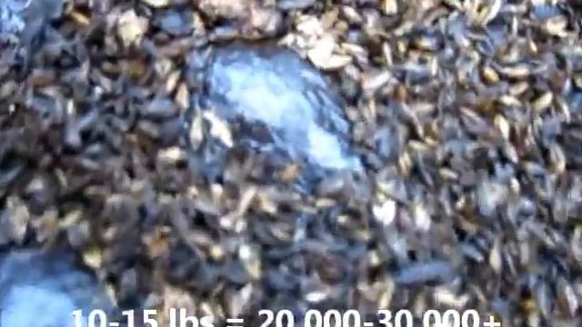 Black soldier fly larvae for sale