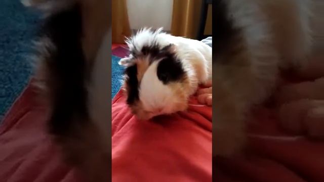 Морская Свинка смотреть онлайн