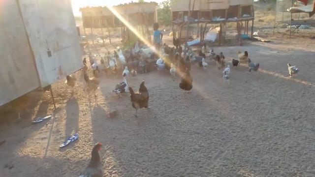 Roadrunner Breeding -Farm poultry Hardmashona chickens - Zimbabwe Poultry