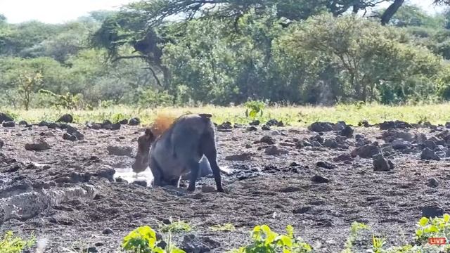 Warthog playtime at Ol Donyo! africamLIVE 02 January 2023 смотреть онлайн