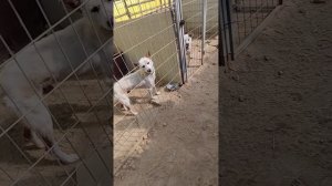 Корейский Джиндоге(ДжиндоDog)