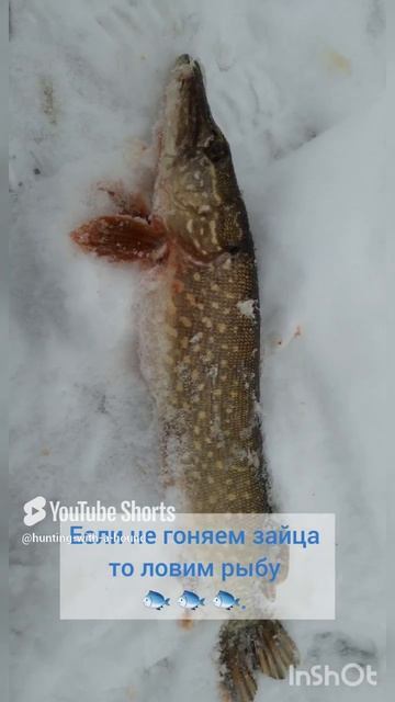 Если не гоняем зайца то ловим рыбу 🐟 🐟 🐟. #рыбалка #fishing #щука#охотасгончей#топ #hunting #tro