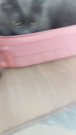 Мой кот