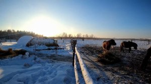 Якутские лошади в зимой в -48°C 🥶🥶🥶