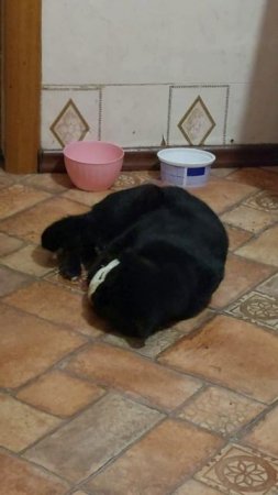 Котэ