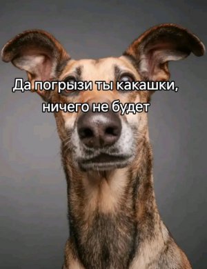 догонялки