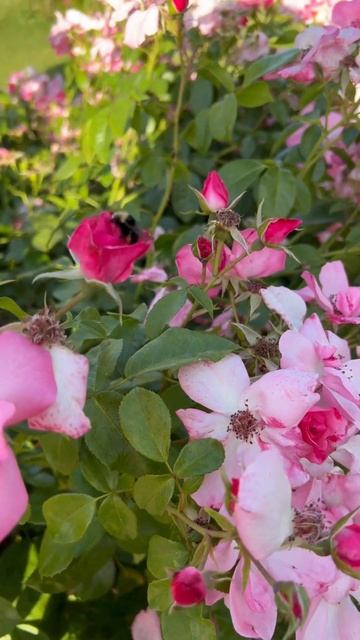 Gardens & Bees | Garden | Relaxing #garden #gardening