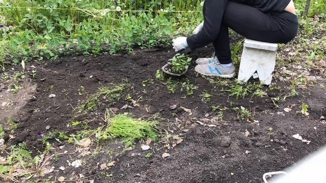 Высаживаем и сеем овощи. Патиссон, кабачки, капуста, перцы и огурцы смотреть онлайн