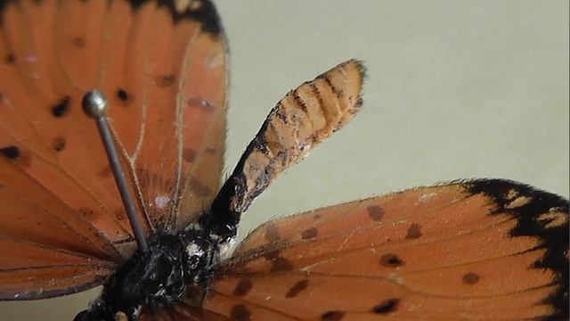 ИЗ МИРА: 171. Acraea terpsicore