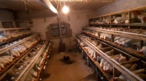 БИЗНЕСИ МУРГ ПАРВАРИ  КИСМИ  3