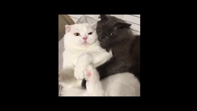 big jet plane- angus & julia stone [sped up] смотреть онлайн