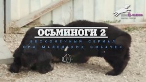 Баларис Н-щенки. Про осьминогов. Серия 2