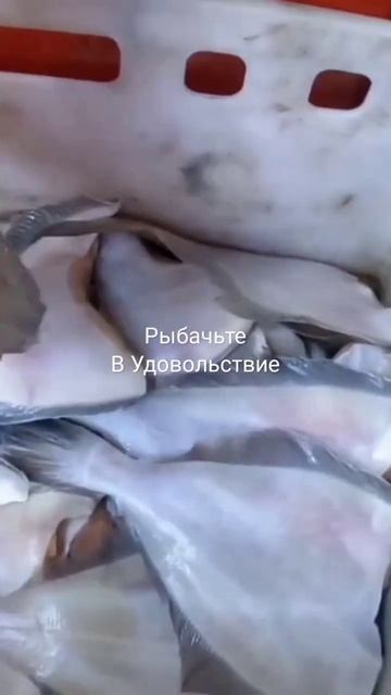 Отмачиваем камбалу-ёрш. "Soak the flounder-ruff".