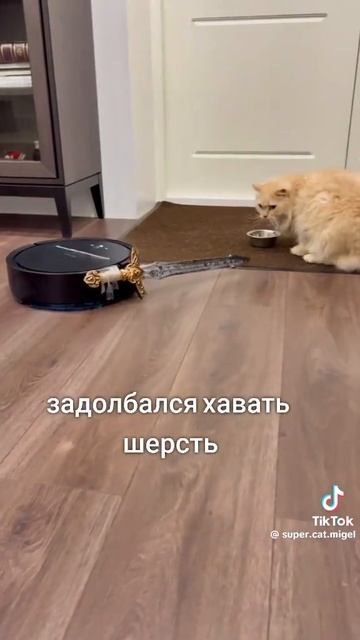 мемы