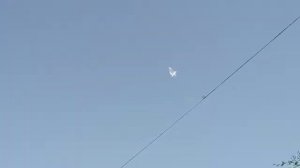 Голуби Казахстана Алматы узынагач