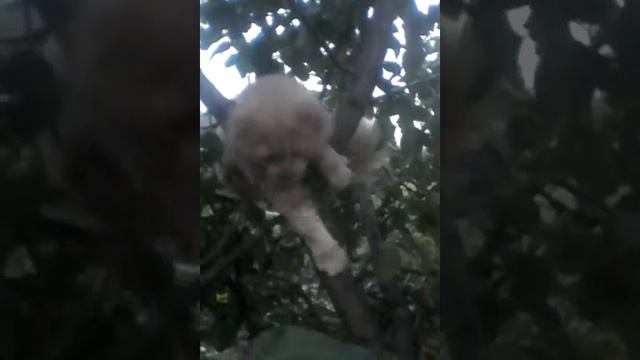 То чувство когда кот ест листья...