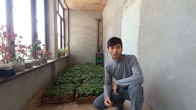 Кучати Павловния дар нохияи ( Бобочон Гафуров , " Eko-Asr 22 " ). Нархи хамёнбоб факат дар мо аст!