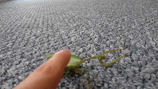 Hierodula majuscula - AGRESSIVE MANTIS