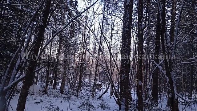 Конец сезона охоты на соболя