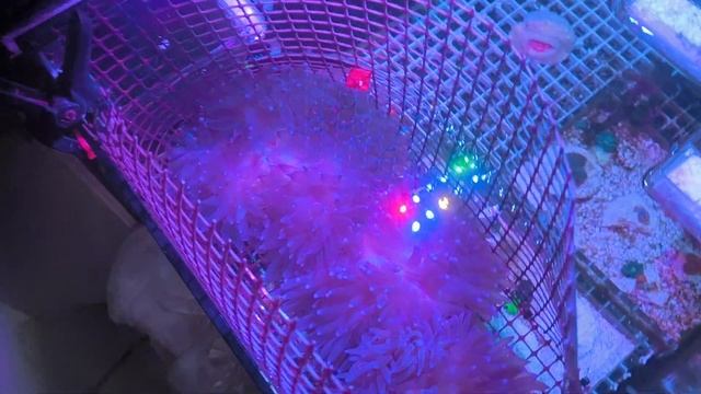 Heteractis magnifica смотреть онлайн