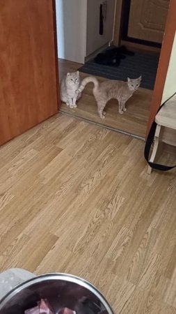 Нарезаю мясо для шашлыка, а кошки контролируют 😊
