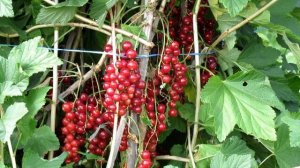 Фертоди Пирс