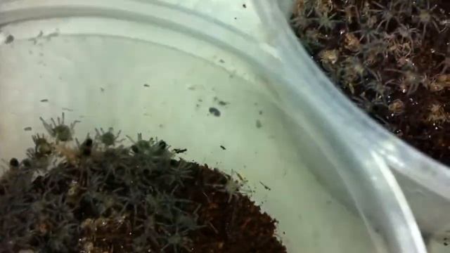 Brachypelma emilia (Mexican red leg) close to 800 babies!!! смотреть онлайн
