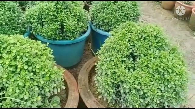 Rose Nursery Visit / Nursery With Variety Types of Plants / T S Garden and Nursery смотреть онлайн