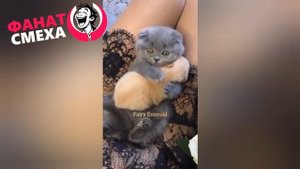 Юморная видео нарезка с приколами