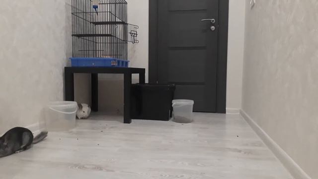 Шустрик и Ириска 2 смотреть онлайн