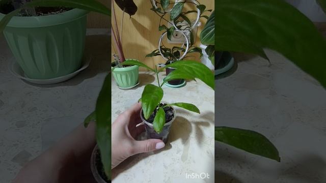 1000003987.mp4