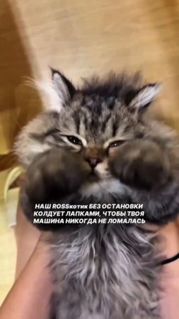 ROSSкотик