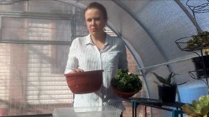 №83 Эониумы весной - увеличиваем объем горшка!