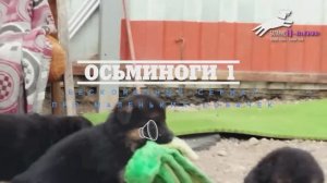 Баларис Н-щенки. Про осьминогов. Серия 1