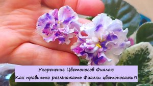 Укоренение Цветоносов Фиалок! Как правильно размножать Фиалки цветоносами?!
