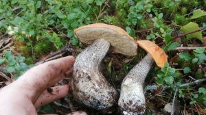 Не до брусники 2