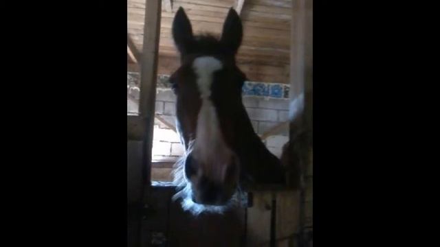 •════════•Лошади это самые красивые создания•════════• смотреть онлайн