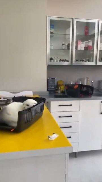 Ещё больше котиков в канале https://t.me/cotorai
